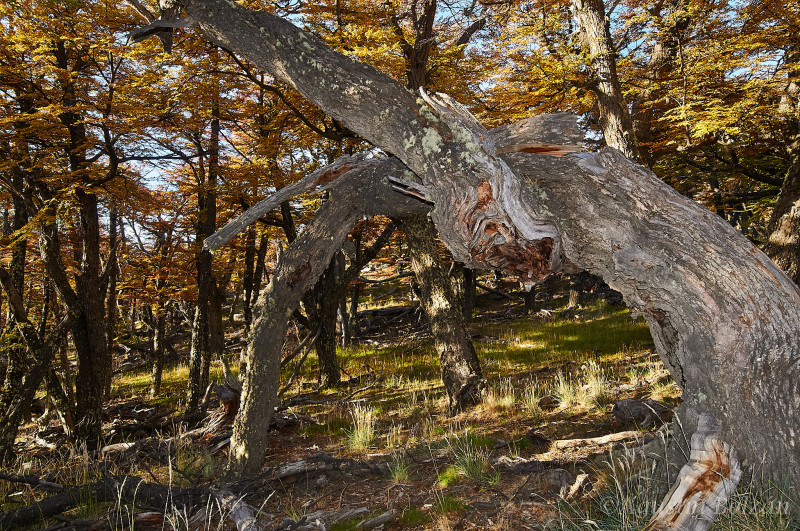 Patagonia  otoñal - Autumn Patagonia