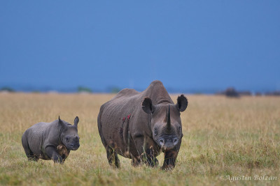 Kenia: Ol Pejeta Conservancy